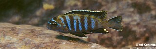 Chindongo sp. 'minutus mozambique' Chilucha Reef.jpg