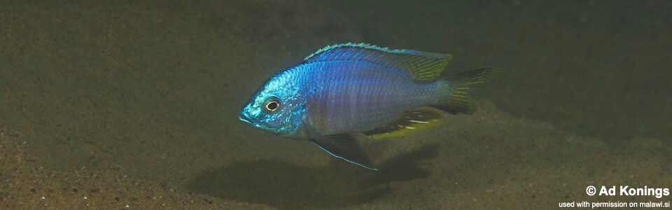 Copadichromis atripinnis (unknown locality)