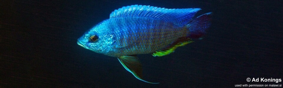 Copadichromis borleyi 'Chinyankwazi Island'
