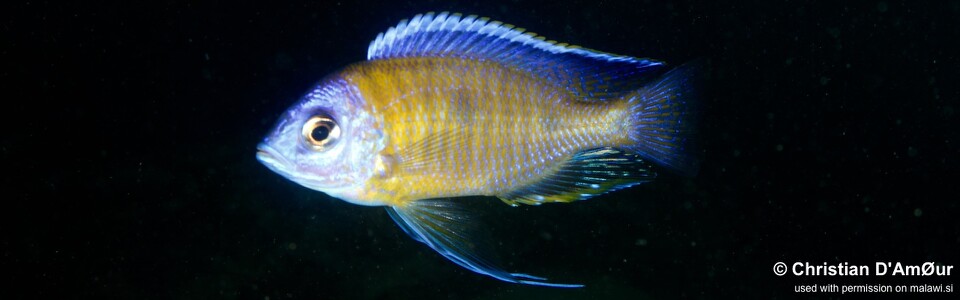 Copadichromis borleyi 'Fuawe Island'