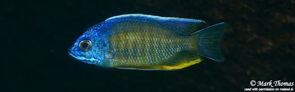 Copadichromis borleyi 'Higga Reef'