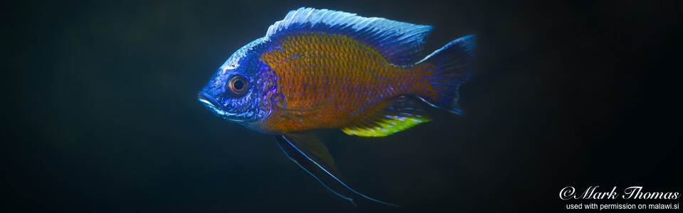 Copadichromis borleyi 'Matambukira Rocks'