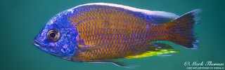 Copadichromis borleyi 'Chewere'.jpg