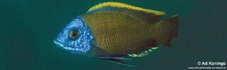 Copadichromis borleyi 'Kande Island'.jpg