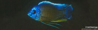 Copadichromis borleyi 'Londo Bay'.jpg