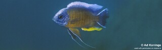 Copadichromis borleyi 'Maison Reef'.jpg