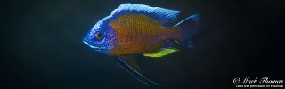 Copadichromis borleyi 'Matambukira Rocks'.jpg