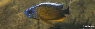 Copadichromis borleyi 'Nkanda'.jpg