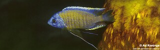 Copadichromis borleyi 'Nkhungu Reef'.jpg