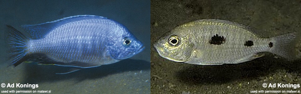 Copadichromis chizumuluensis 'Chizumulu Island'