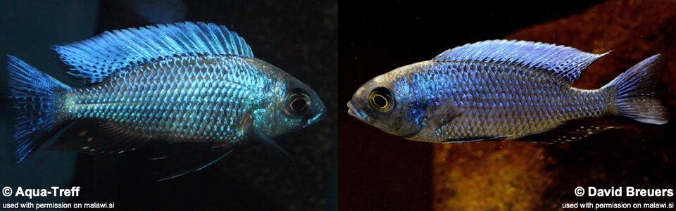 Copadichromis chrysonotus (unknown locality)