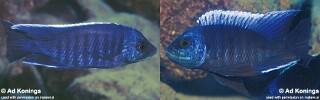 Copadichromis cyanocephalus