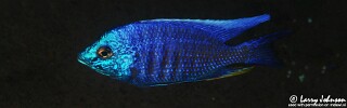 Copadichromis insularis 'Nakantenga Island'.jpg