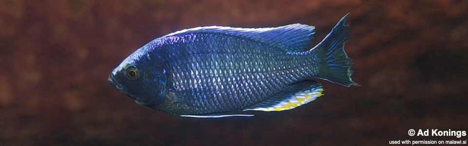 Copadichromis jacksoni 'Chiwi Rocks'