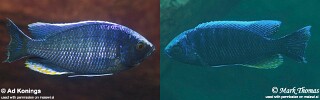 Copadichromis jacksoni