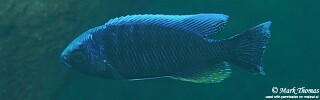 Copadichromis jacksoni 'Higga Reef'.jpg
