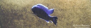 Copadichromis jacksoni 'Masimbwe Island'.jpg