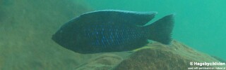 Copadichromis jacksoni 'Masinje'.jpg