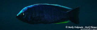Copadichromis jacksoni 'Ngwasi'.jpg