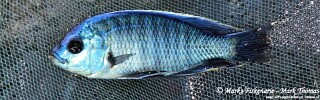 Copadichromis jacksoni! 'Isanga-Lukuyusi'.jpg