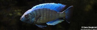 Copadichromis jacksoni.jpg
