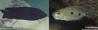 Copadichromis melas