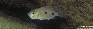 Copadichromis melas 'Cobwe'.jpg