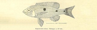 Copadichromis nkatae (holotype).jpg