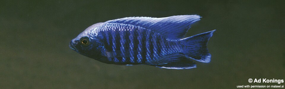 Copadichromis parvus 'Chiloelo'