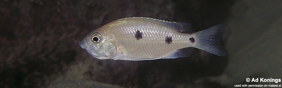 Copadichromis parvus 'Minos Reef'