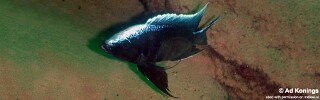 Copadichromis parvus 'Chinuni'.jpg