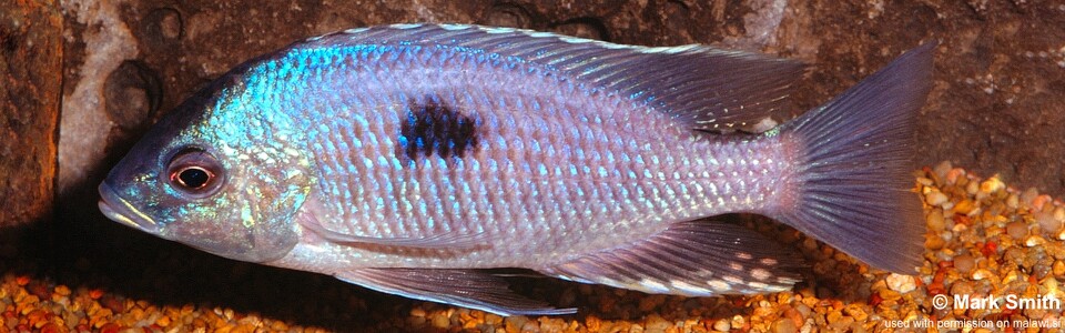 Copadichromis pleurostigmoides (unknown locality)