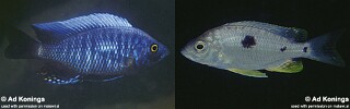 Copadichromis pleurostigmoides 'Nkhata Bay'.jpg