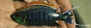 Copadichromis sp. 'firecrest' Gome.jpg