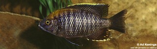 Copadichromis sp. 'flavimanus lundu' Lundu.jpg