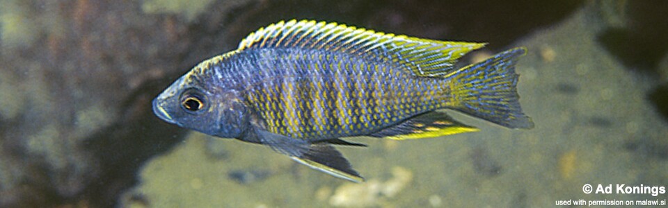Copadichromis sp. 'kawanga' Kirondo