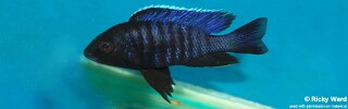 Copadichromis sp. 'kawanga' Ndonga.jpg