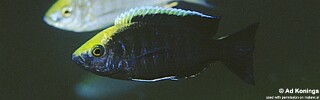 Copadichromis sp. 'mloto goldcrest' Makonde.jpg