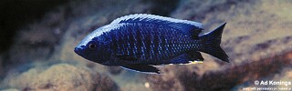 Copadichromis sp. 'mloto undu' Undu Reef.jpg