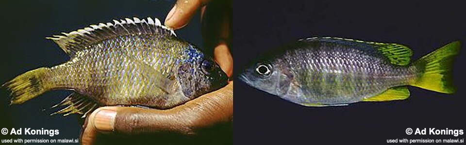 Copadichromis sp. 'taiwan yellow' Taiwanee Reef