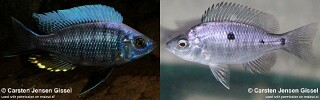 Copadichromis sp. 'three peaks' Three Peaks Reef.jpg