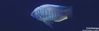Copadichromis sp. 'tumbi two spot' Tumbi Point.jpg