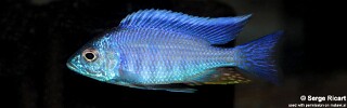 Copadichromis sp. &#39;azureus jalo&#39; Jalo Reef