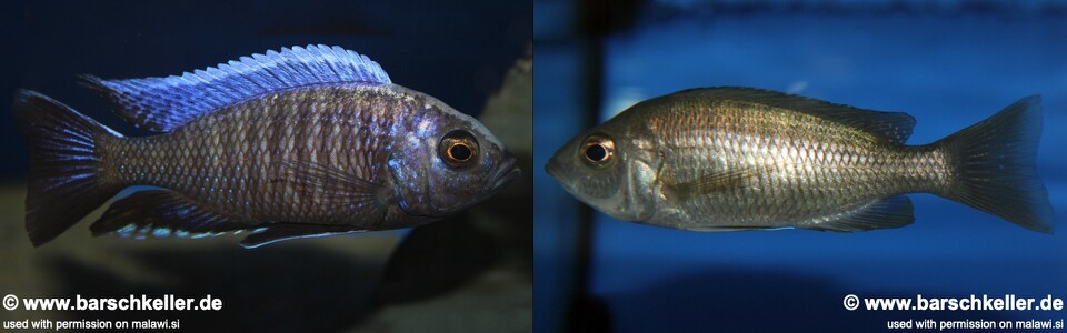 Copadichromis sp. 'chingata blue' (unknown locality)