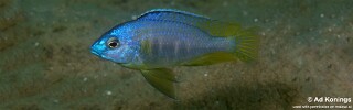 Copadichromis sp. &#39;chitimba&#39; Gallireya Reef