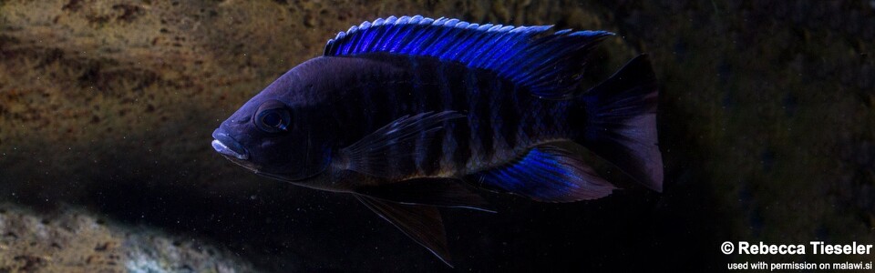 Copadichromis sp. 'kawanga' (unknown locality)