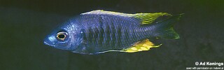 Copadichromis sp. &#39;likomae masinje&#39; Gome