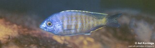 Copadichromis sp. &#39;maison&#39; Maison Reef