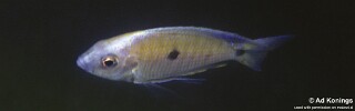 Copadichromis sp. &#39;makanjila&#39; Makanjila Rocks
