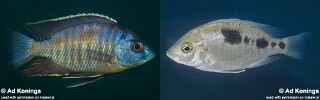 Copadichromis sp. &#39;pictus maleri&#39; Nakantenga Island